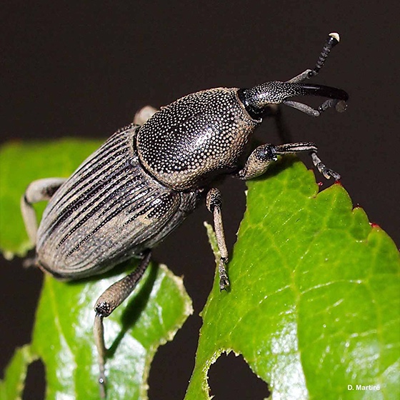 Cosmopolites sordidus