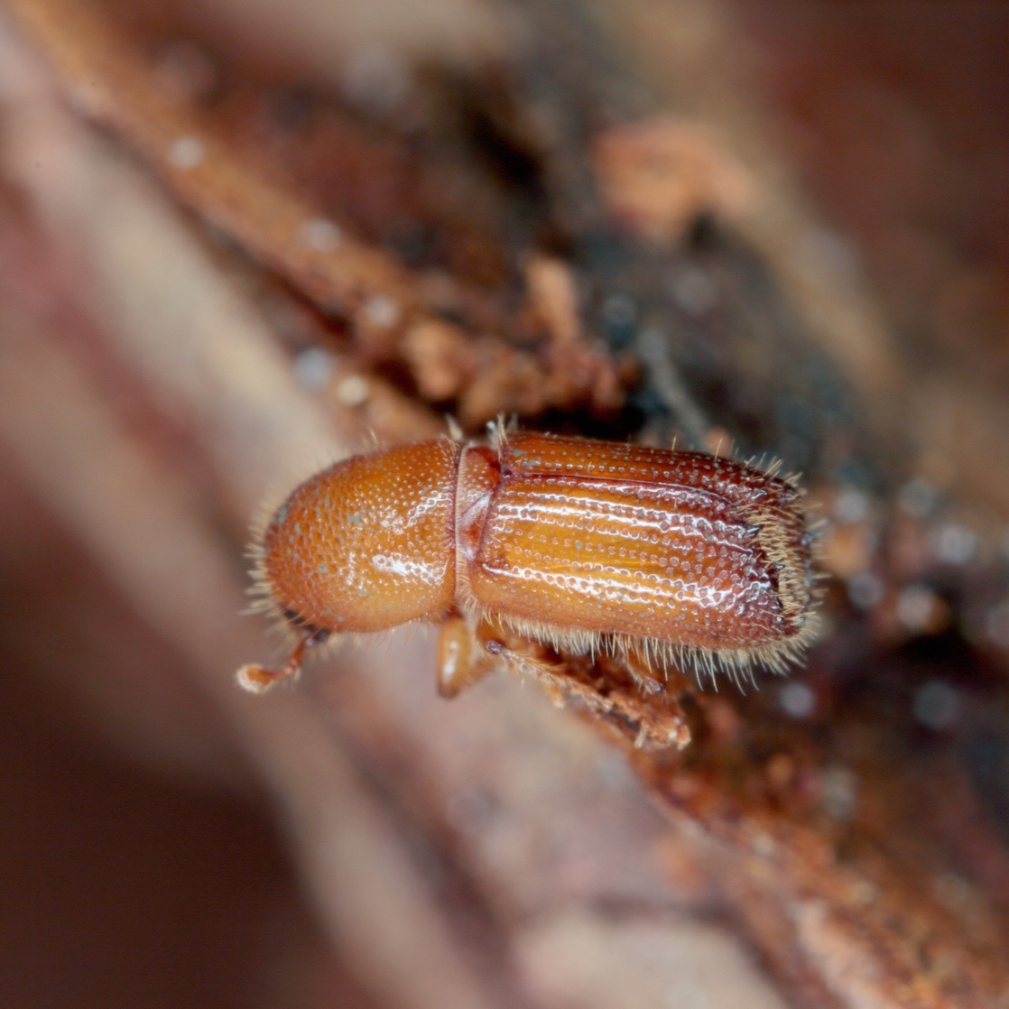 Ips acuminatus