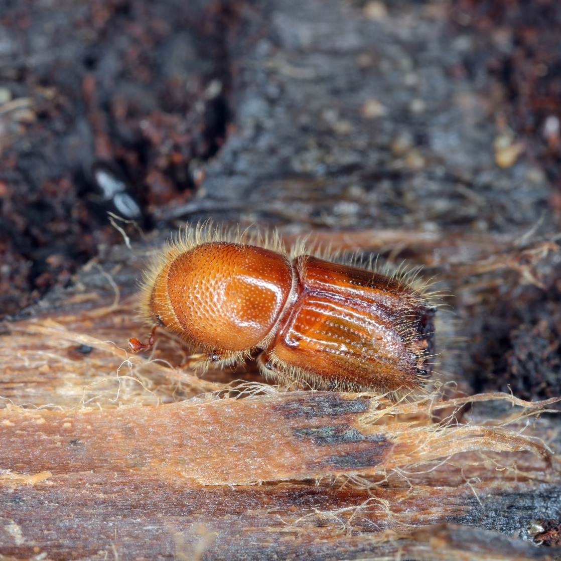 Ips typographus