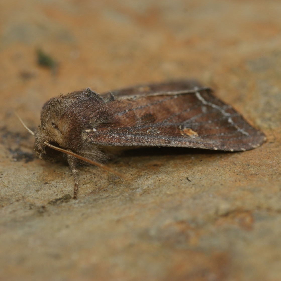 Lacanobia oleracea