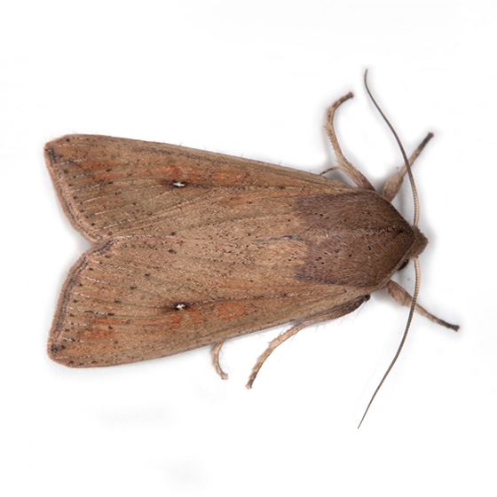 Mythimna unipuncta