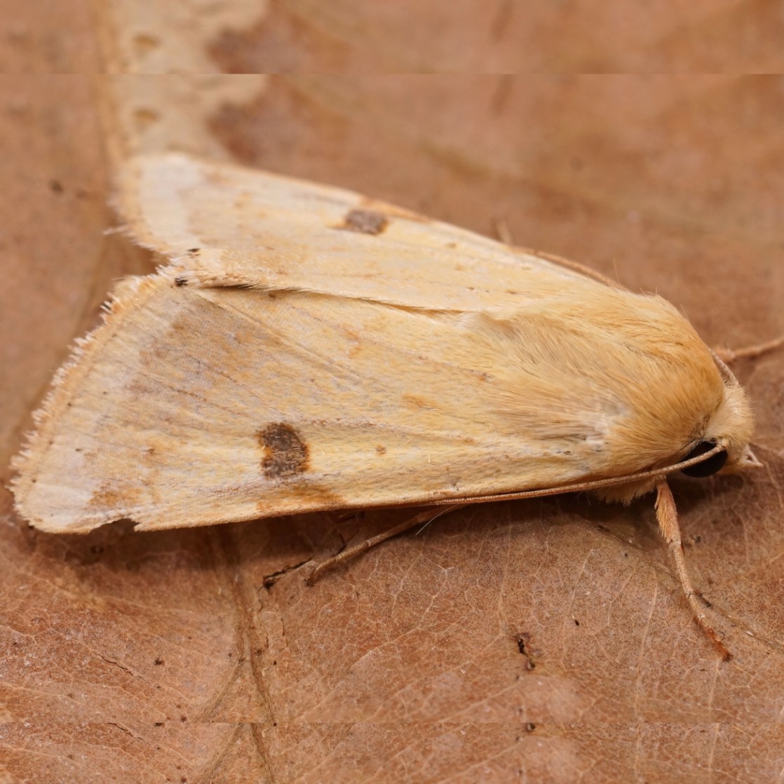 Adulto de Heliothis peltigera pousado sobre uma folha seca, mostrando as asas castanho-claras e as características morfológicas