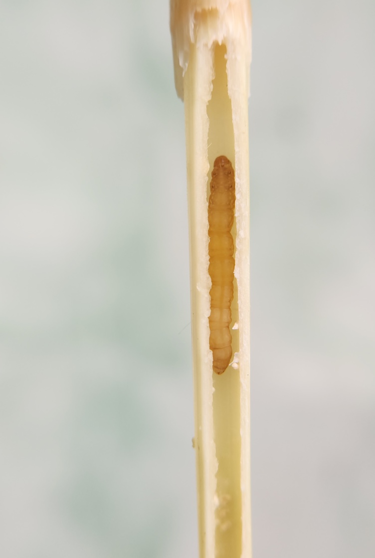 Broca-listrada-do-caule-do-arroz