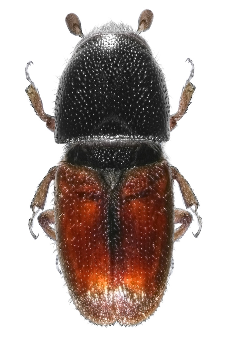 Escaravelho-da-casca-da-amendoeira