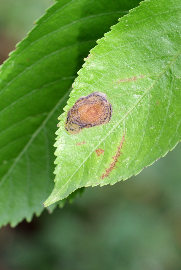 Larva-mineira-da-folha-da-macieira
