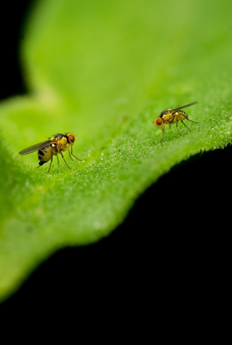Larva-mineira-da-folha-dos-vegetais