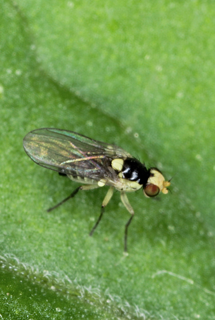 Larva-mineira-de-serpentina