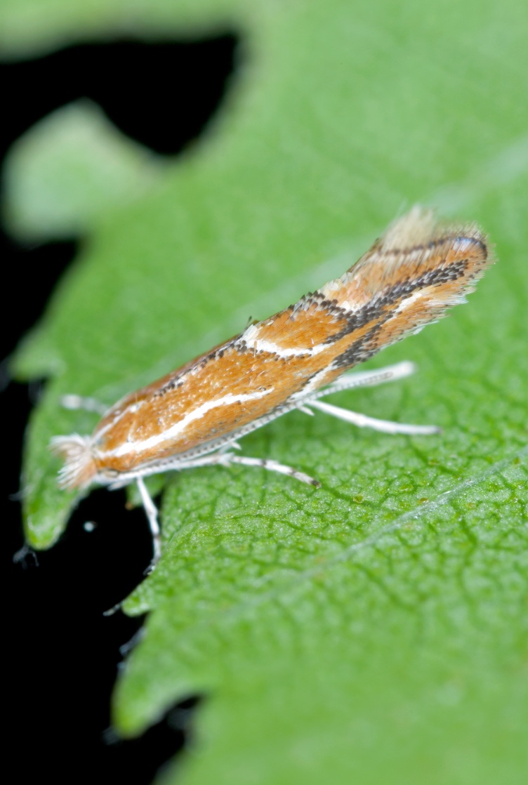 Larva-mineira-do-espinheiro
