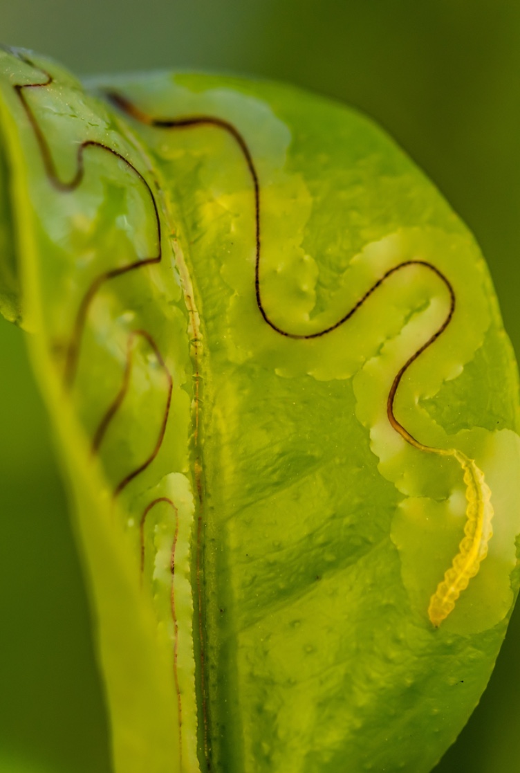 Larva-mineira-dos-citrinos