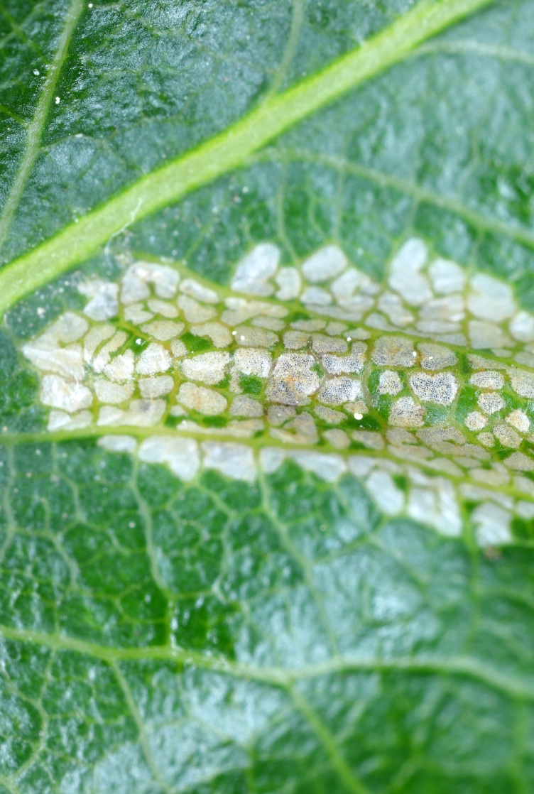 Larva-mineira-marmoreada-da-macieira