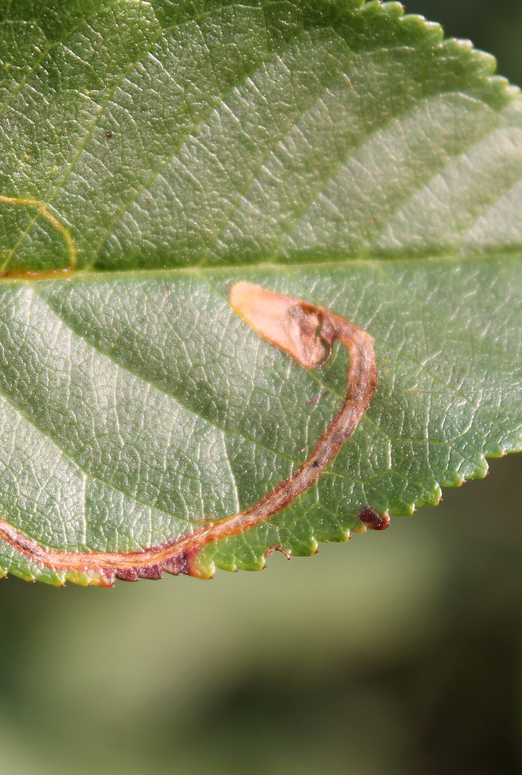 Larva-mineira-sinuosa