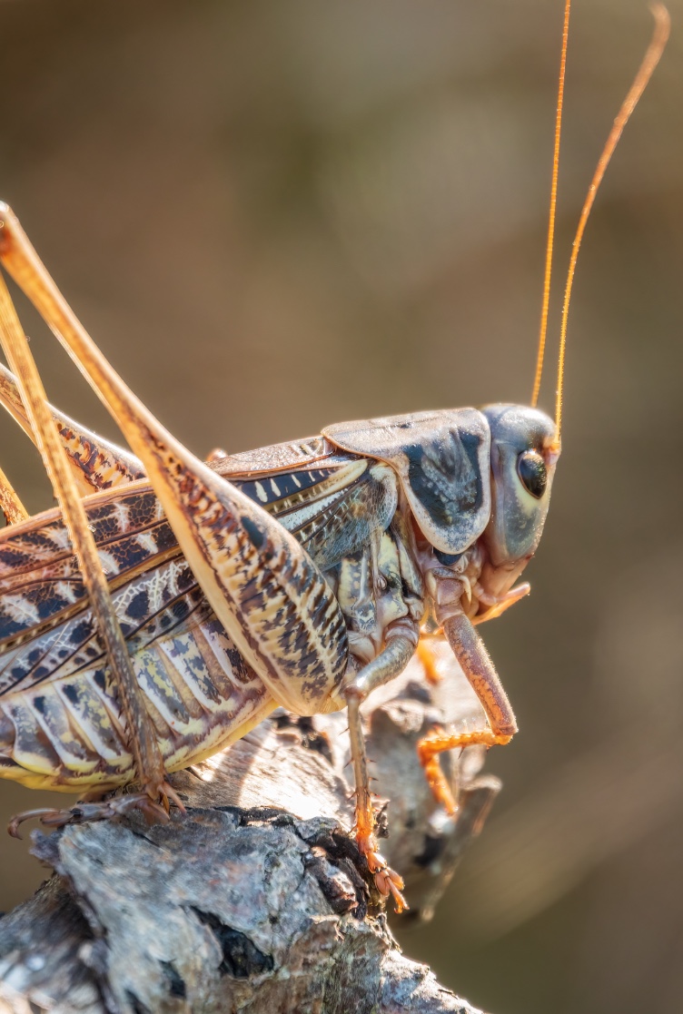Locusta / gafanhoto