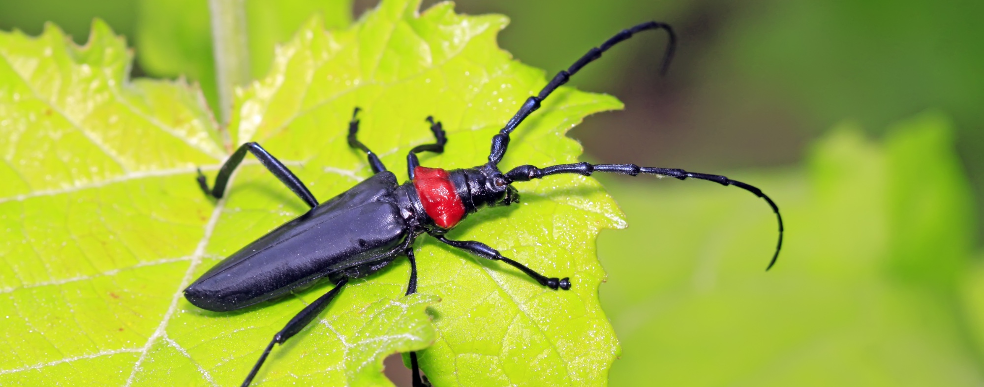 Red-necked longhorn beetle