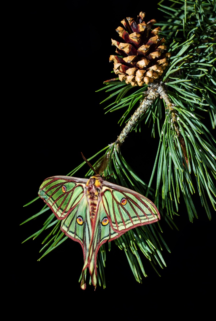 Mariposa-da-lua-espanhola