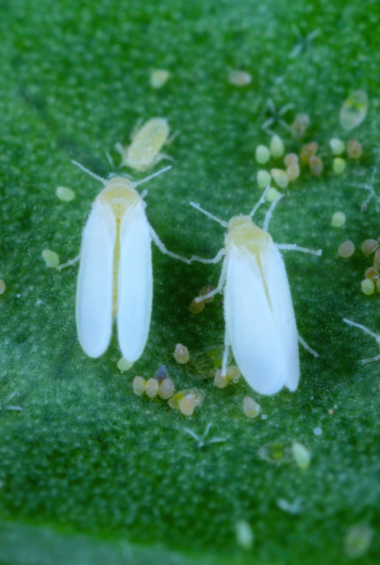 Mosca-branca-comum