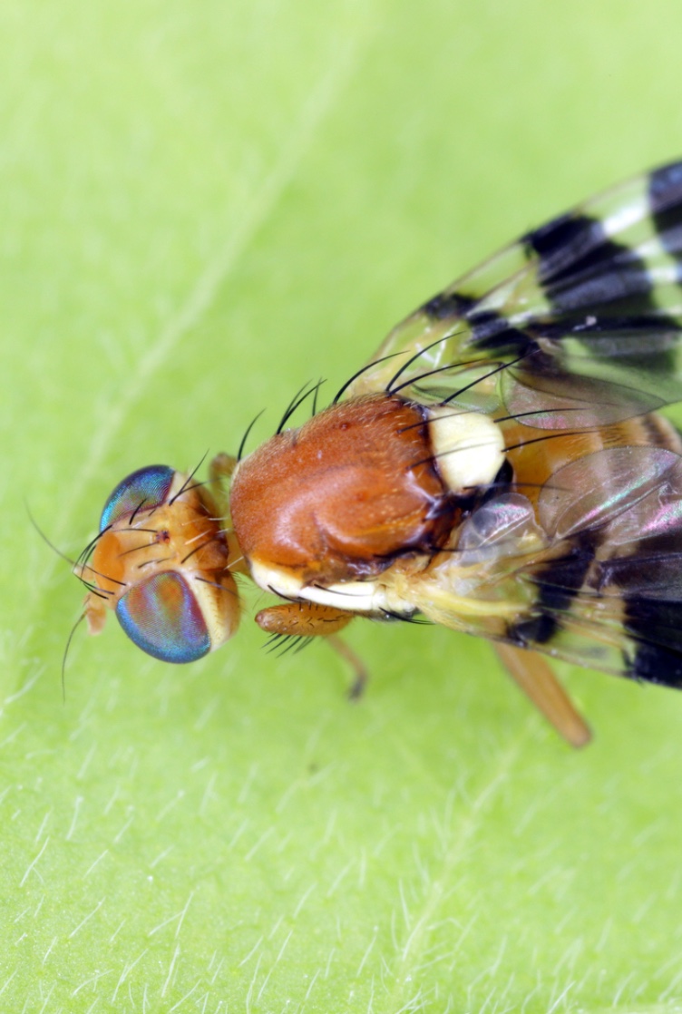 Mosca-da-casca-verde-da-noz