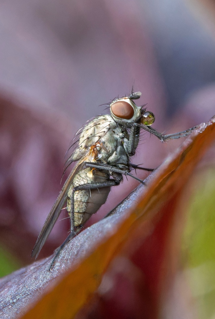 Mosca-da-cebola