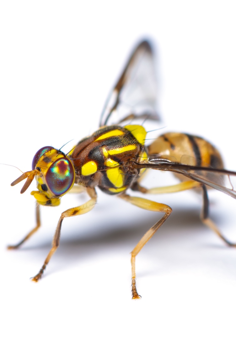 Mosca-da-fruta-oriental