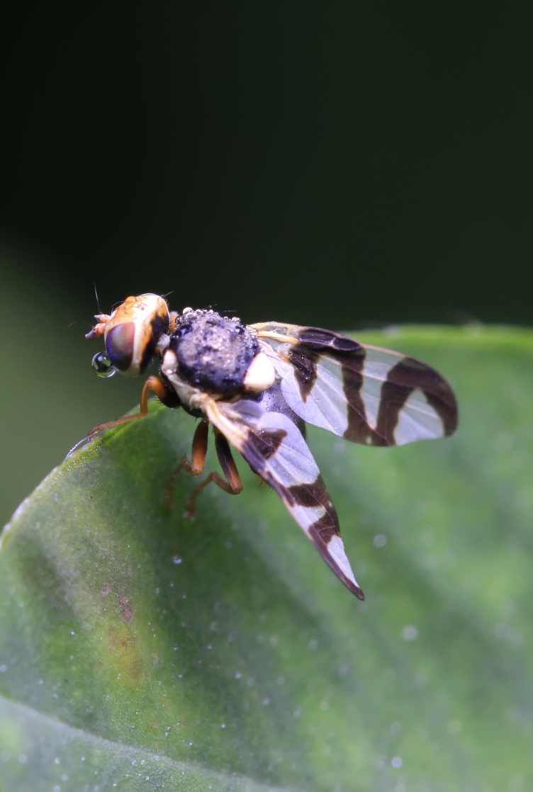 Mosca-da-maça