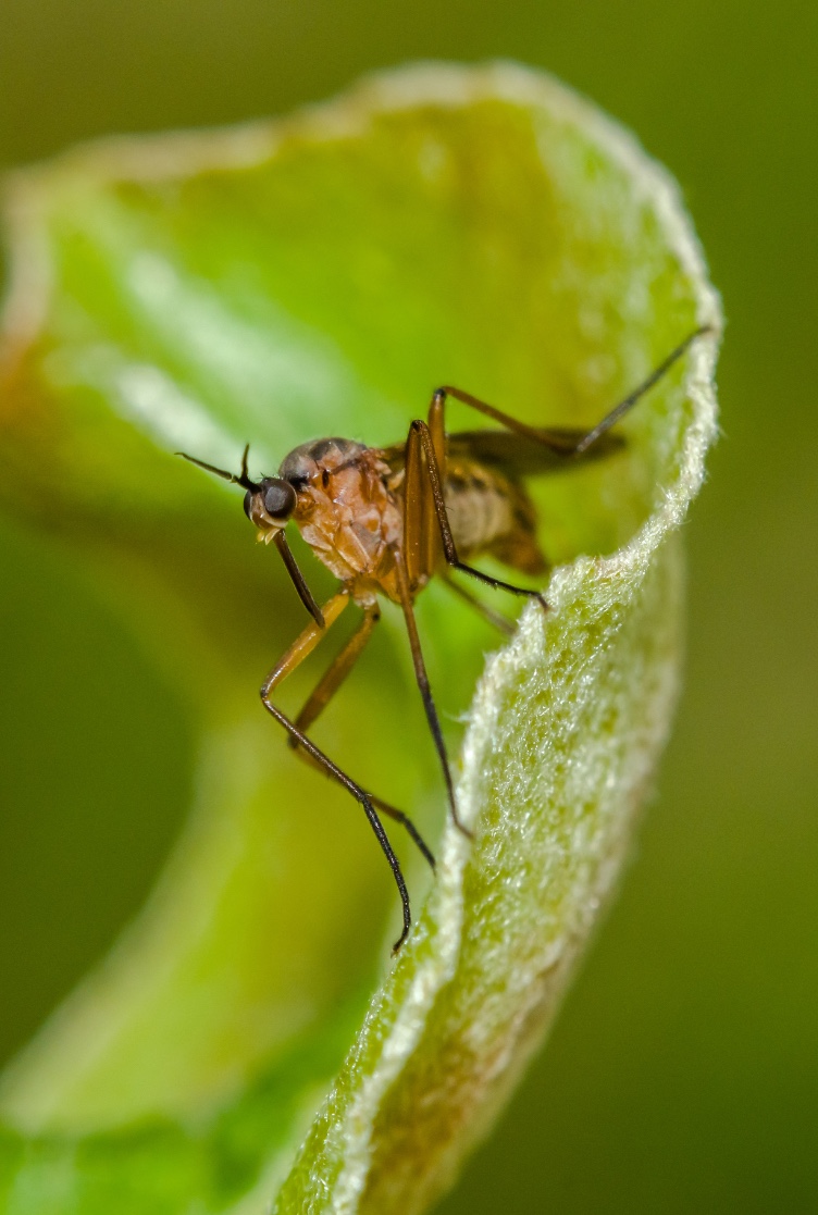 Mosca-de-Hesse