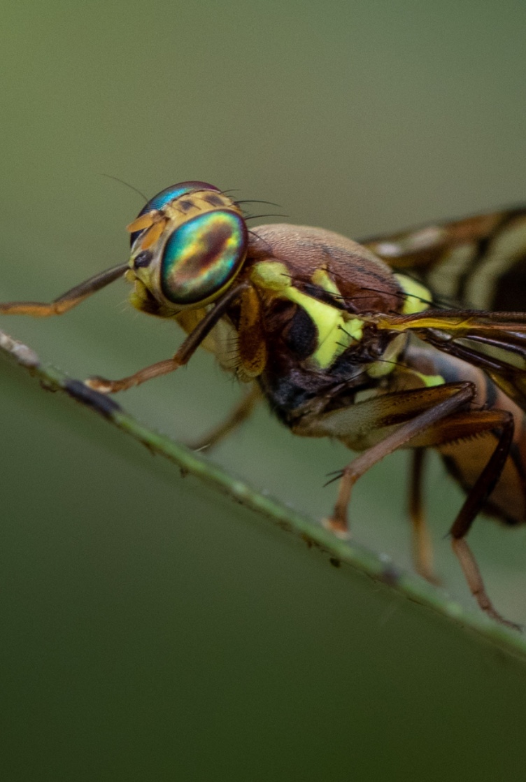 Mosca-do-melão