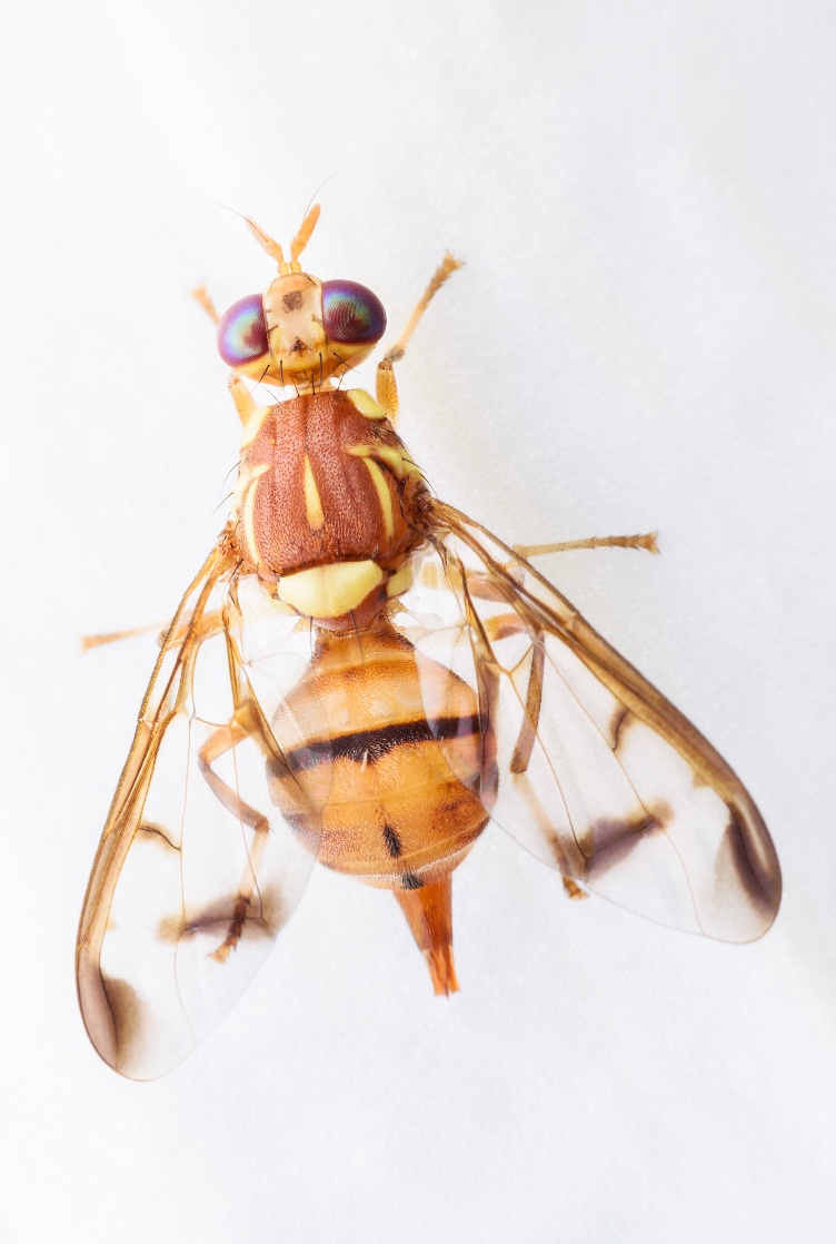 Mosca-do-pêssego
