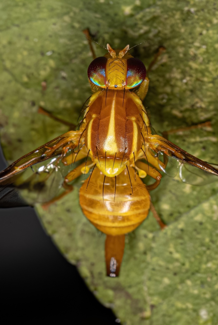 Mosca-mexicana-da-fruta