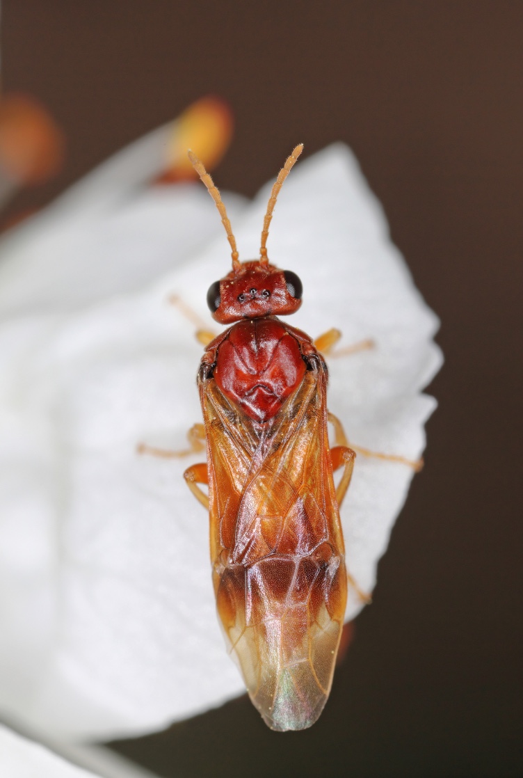 Mosca-serra-da-ameixa