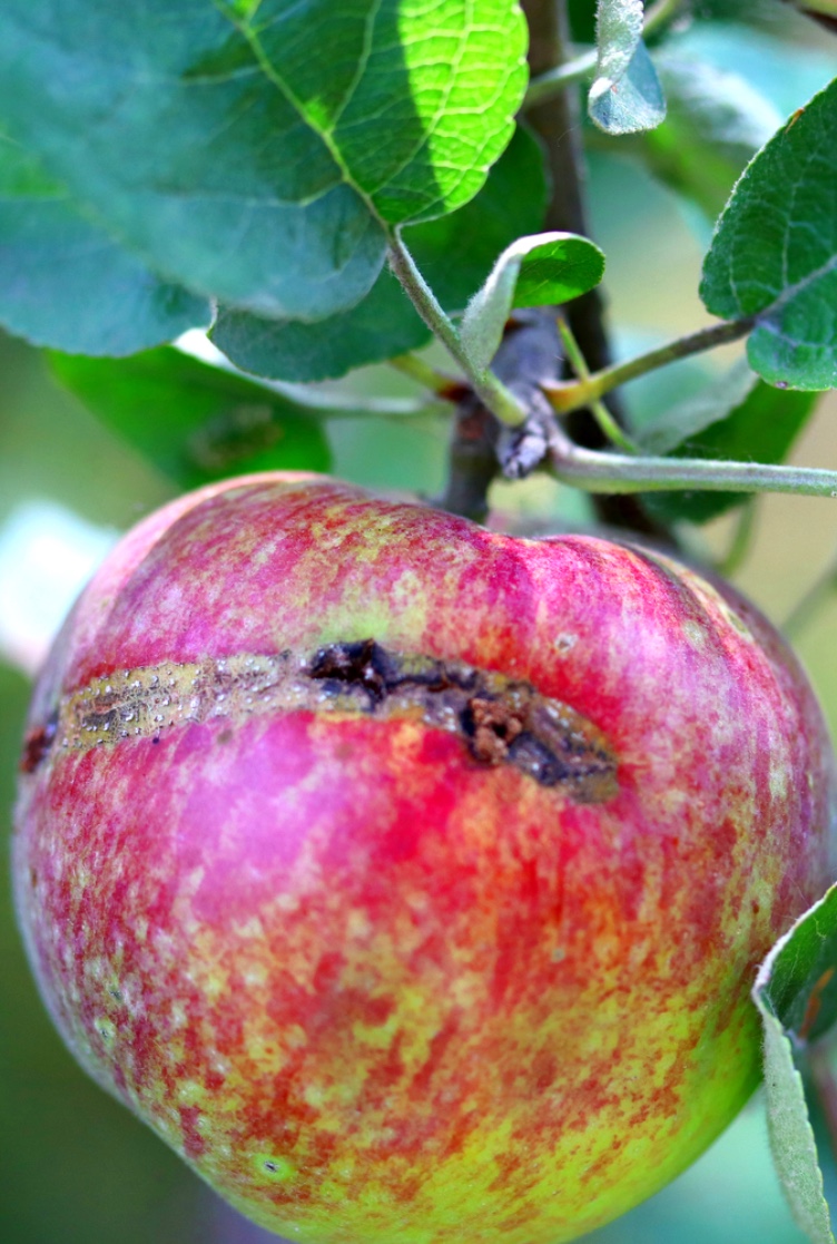 Mosca-serra-europeia-da-maça