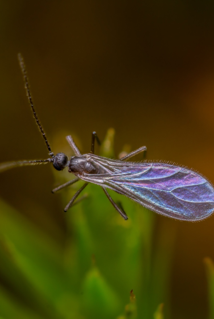 Mosquito-dos-fungos