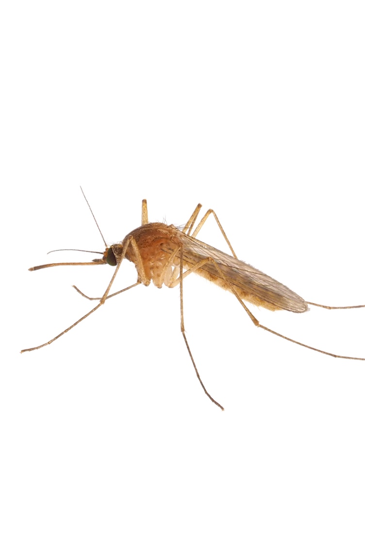 Mosquitos
