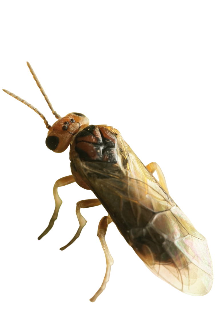 Mosca-serra-da-pêra