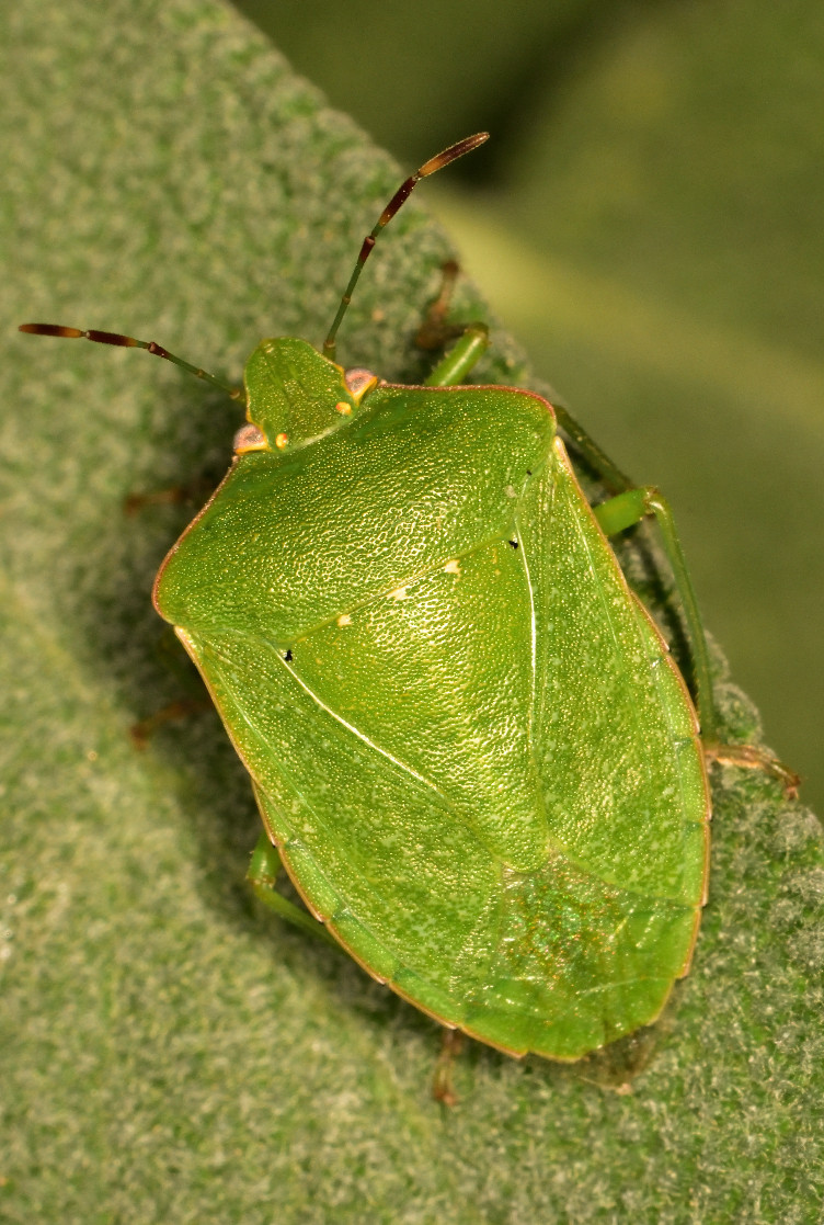 Percevejo-verde