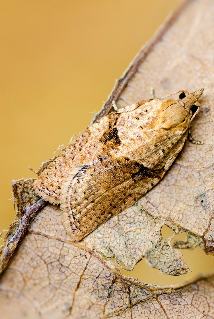 Traça-castanha-clara-da-maça