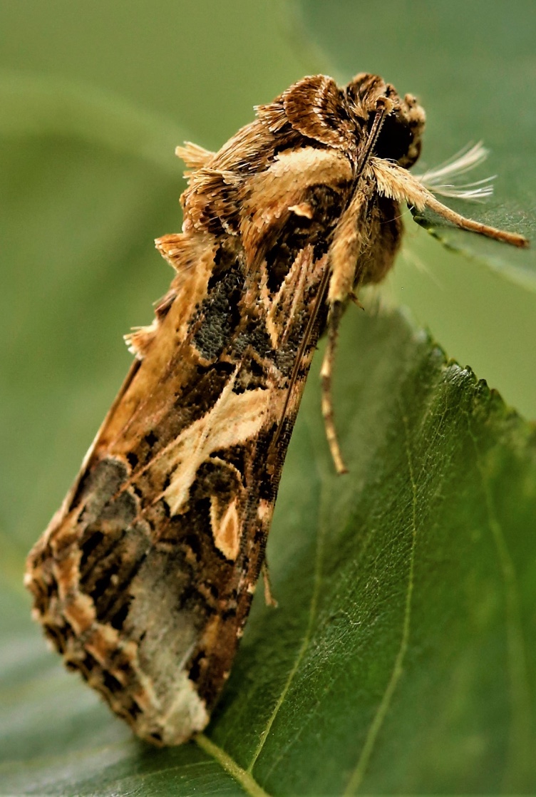 Traça-da-lagarta-do-taro