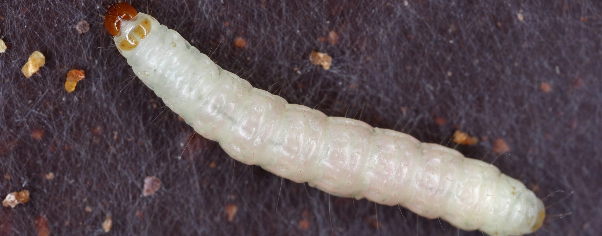 Indian meal moth