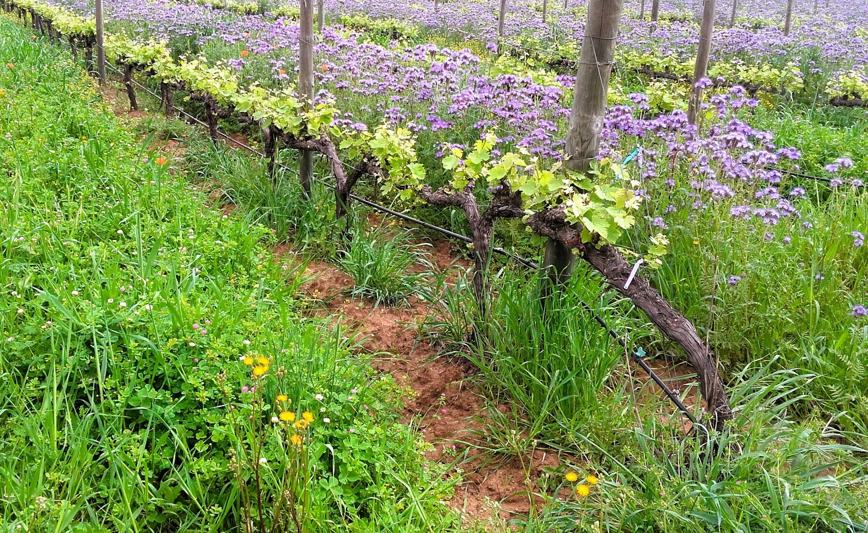 O que é produção integrada e como aplicar no campo