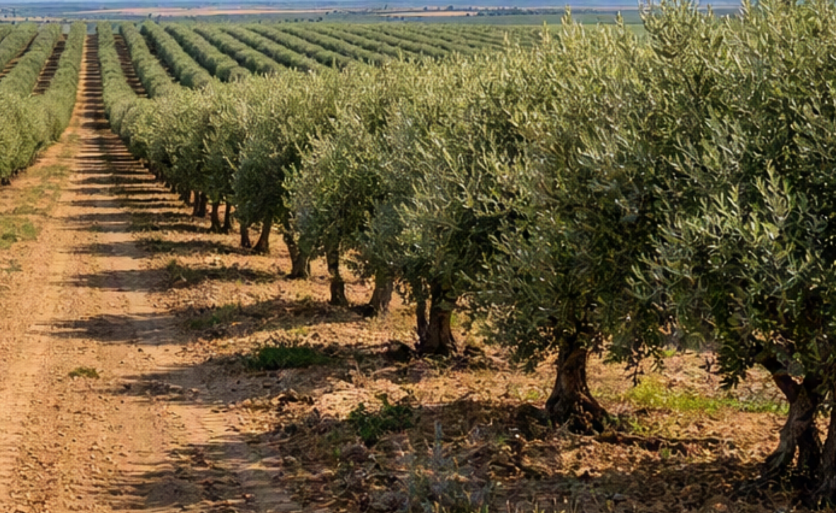 Biofertilizantes para olival: benefícios comprovados