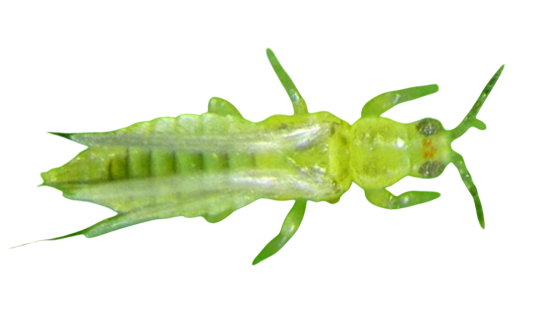 How to control thrips biologically