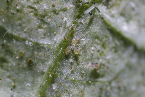 How to control thrips biologically