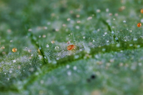 How to control thrips biologically