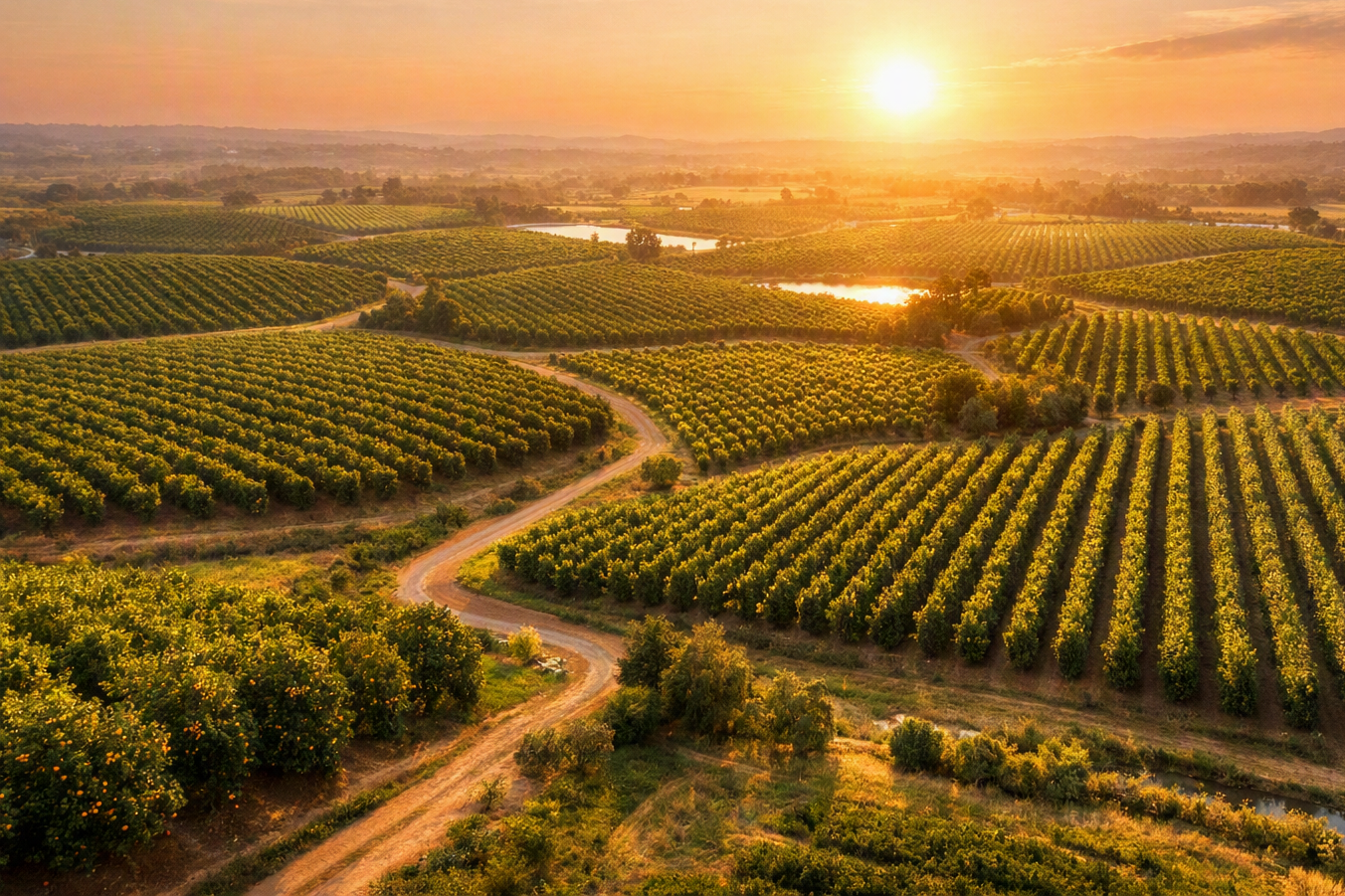 Vista aérea exploração agrícola Imagem aérea exploração agrícola com várias parcelas de fruteiras separadas por caminhos ao entardecer