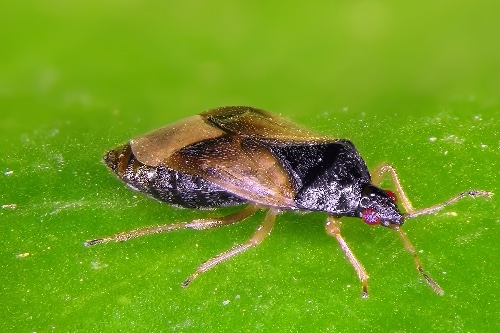 How to control thrips biologically