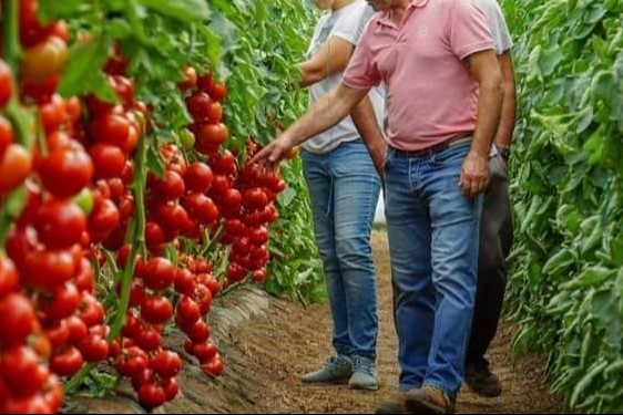 Tomate em estufa Tomate em estufa